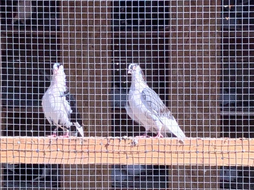  - 02 de prin volieră