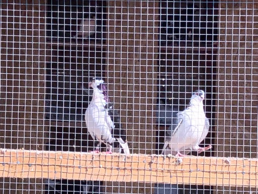  - 02 de prin volieră