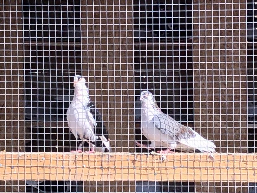  - 02 de prin volieră