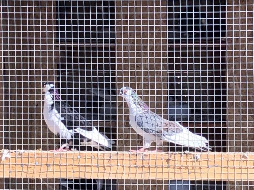  - 02 de prin volieră