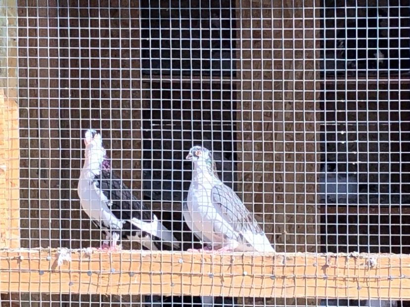  - 02 de prin volieră