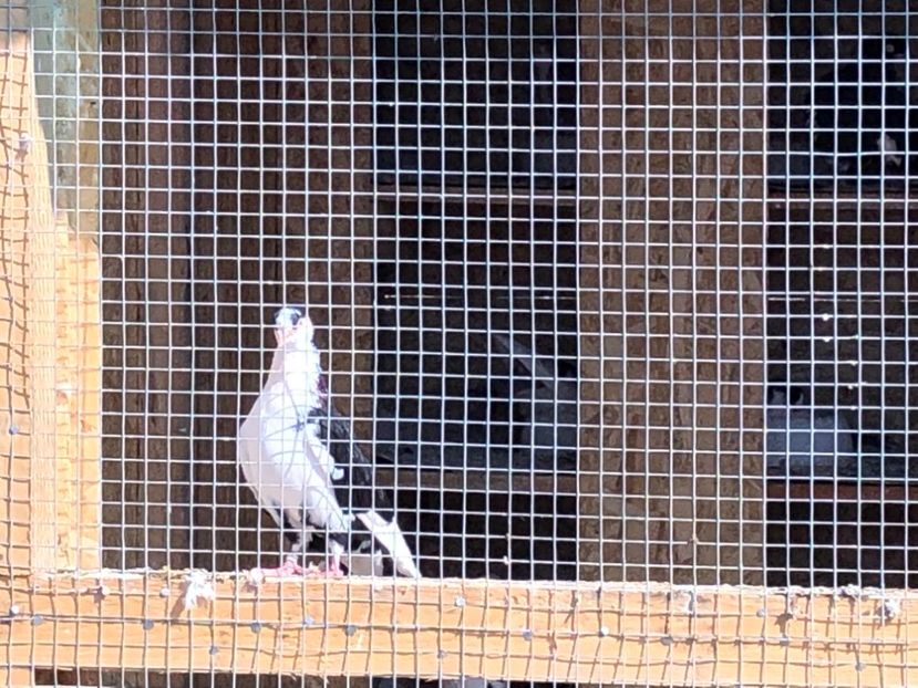  - 02 de prin volieră