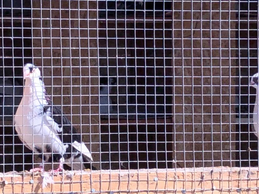  - 02 de prin volieră