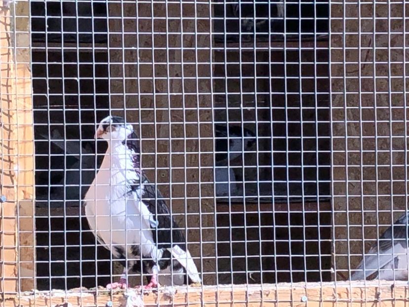  - 02 de prin volieră