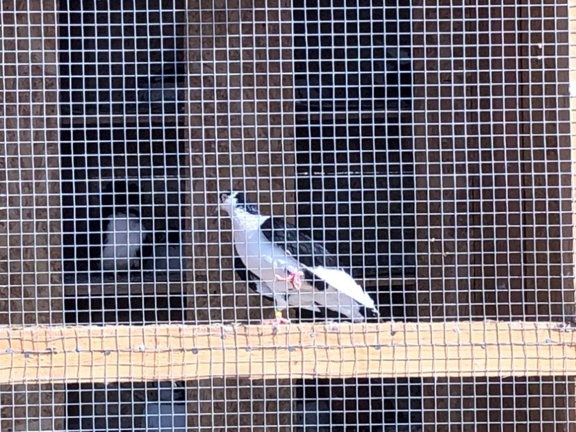  - 02 de prin volieră