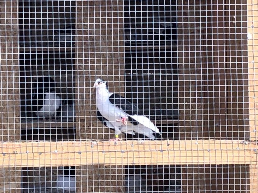  - 02 de prin volieră