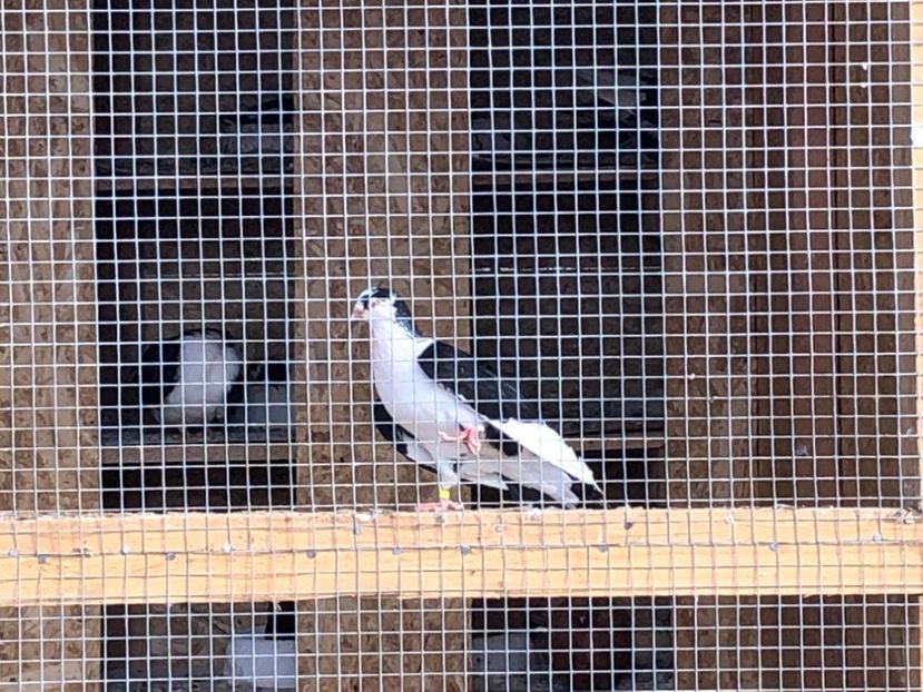  - 02 de prin volieră