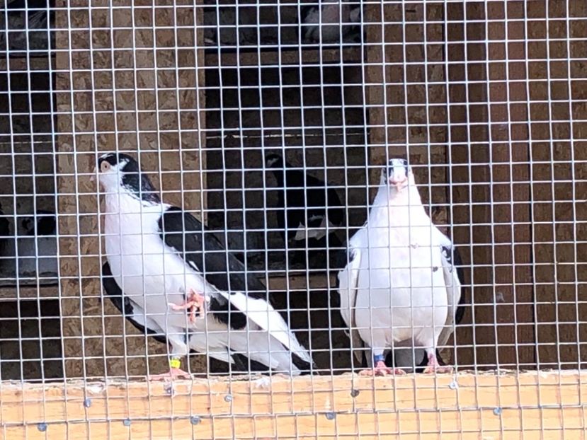  - 02 de prin volieră