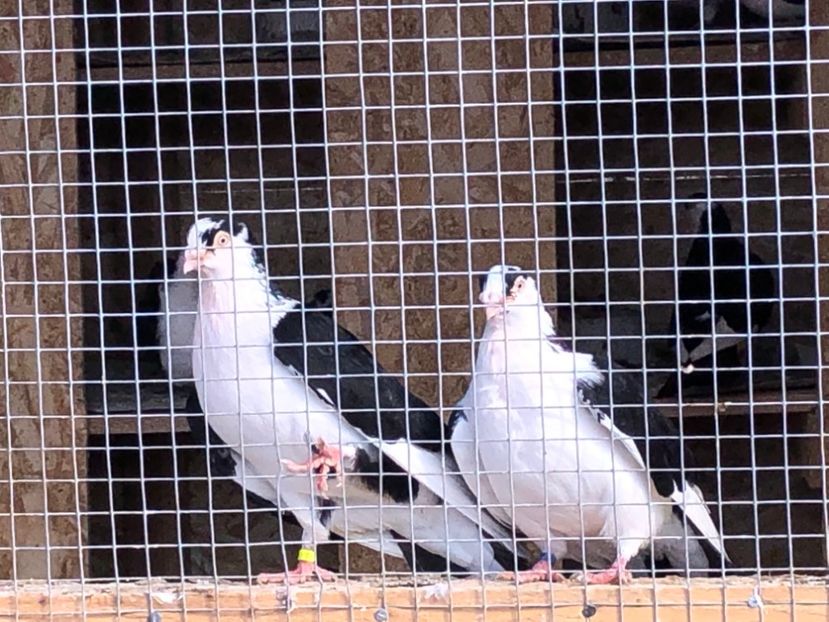  - 02 de prin volieră