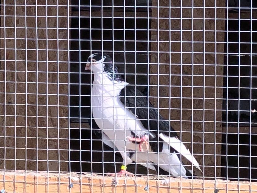  - 02 de prin volieră