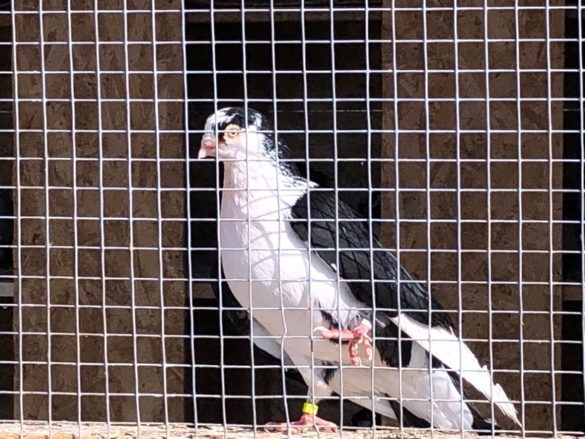  - 02 de prin volieră