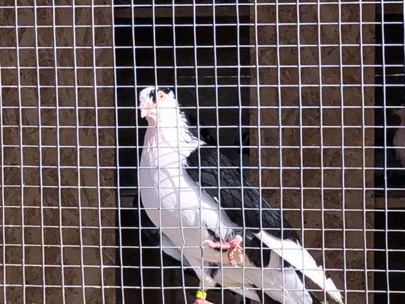  - 02 de prin volieră