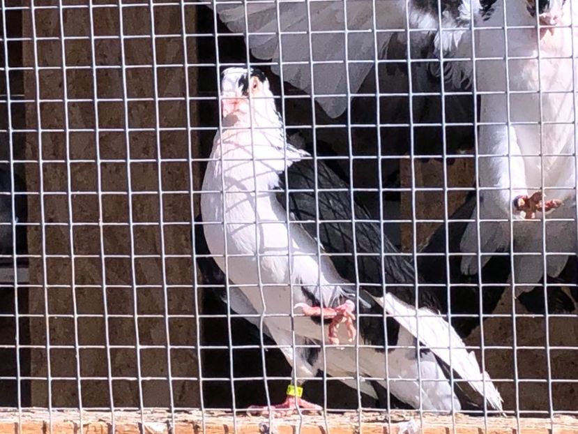  - 02 de prin volieră