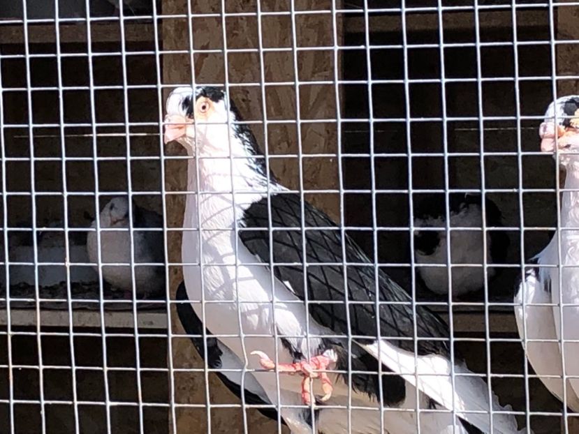  - 02 de prin volieră