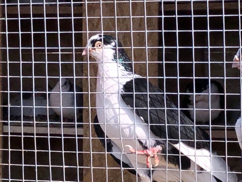  - 02 de prin volieră