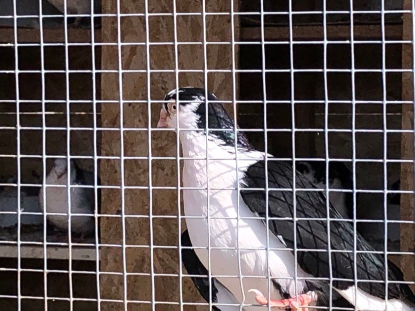  - 02 de prin volieră