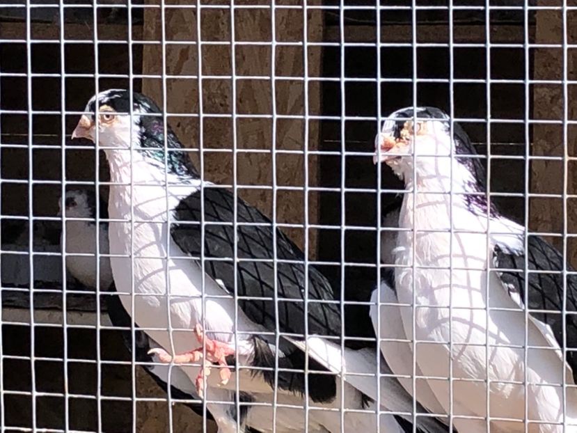  - 02 de prin volieră