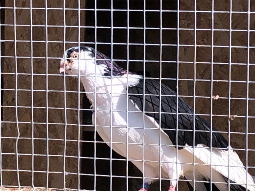  - 02 de prin volieră