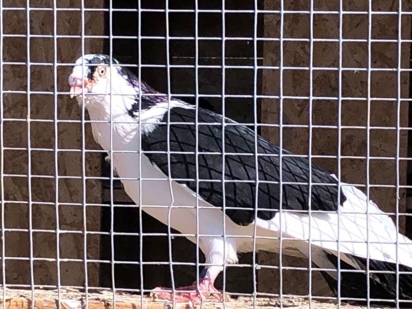  - 02 de prin volieră