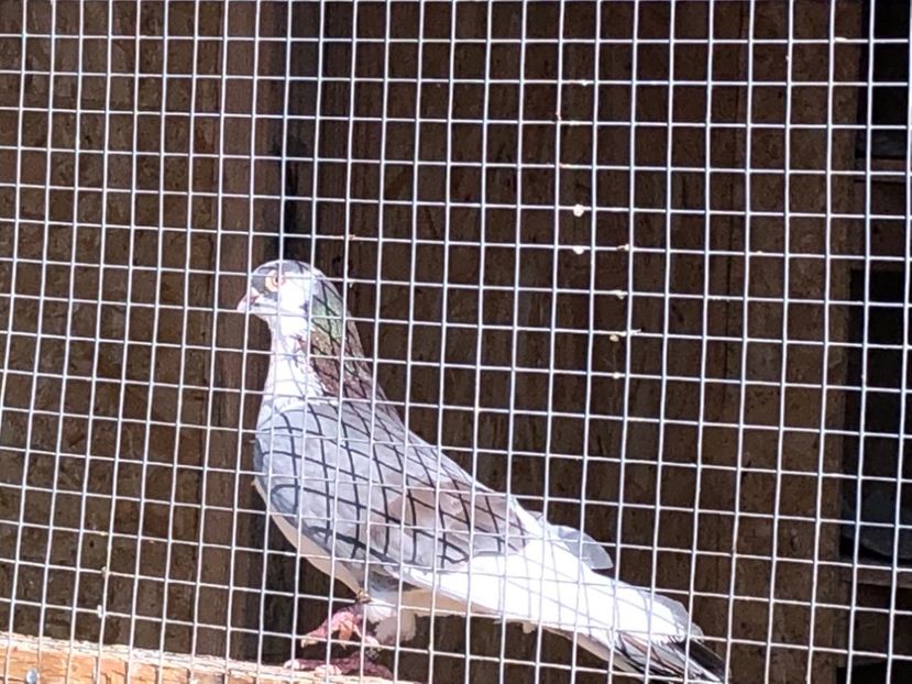  - 02 de prin volieră