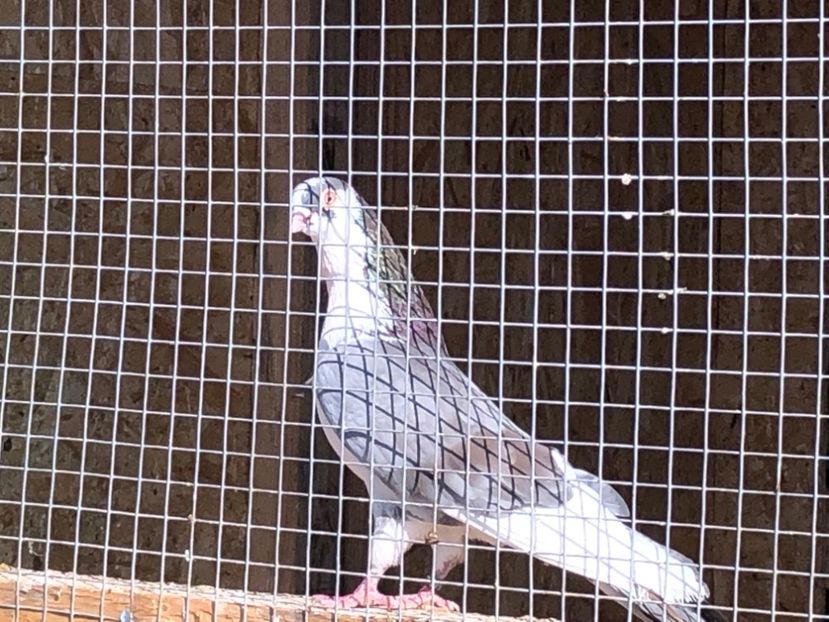  - 02 de prin volieră