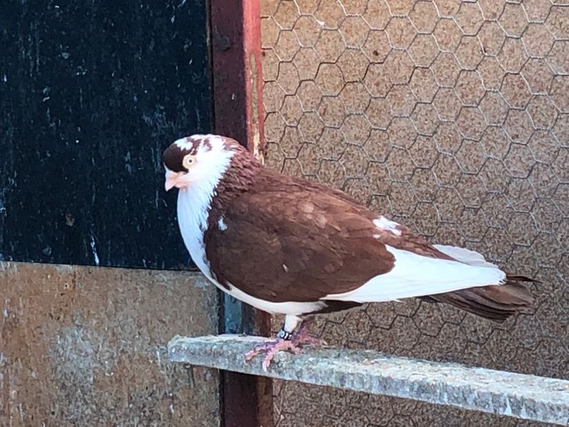  - 02 de prin volieră