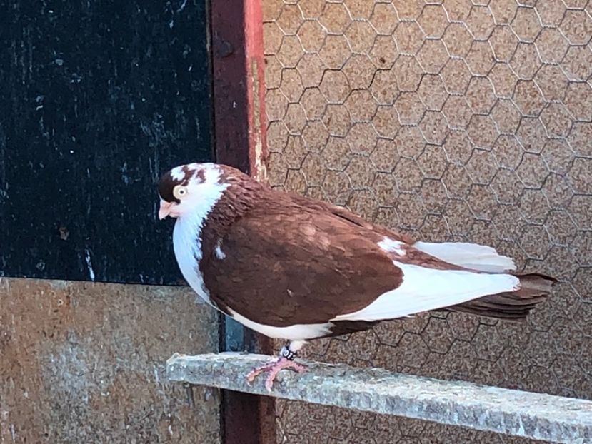  - 02 de prin volieră