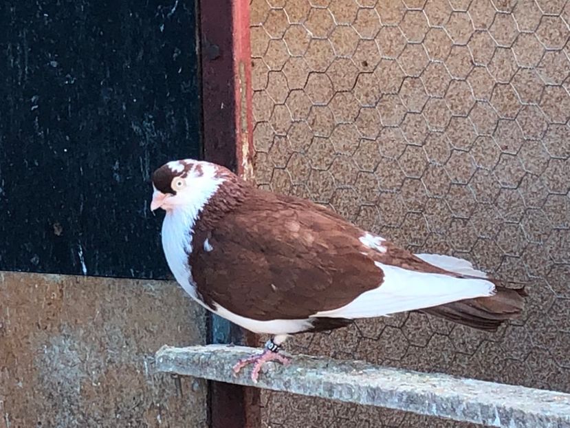  - 02 de prin volieră