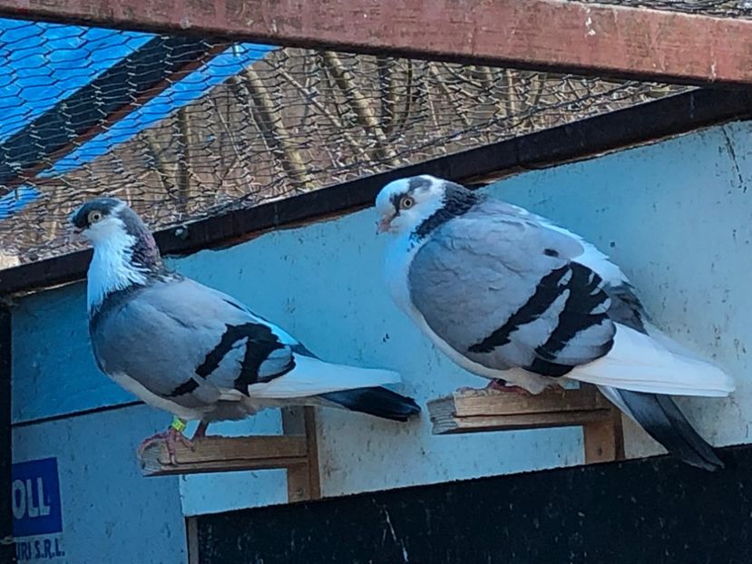  - 02 de prin volieră