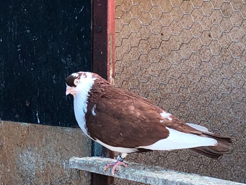  - 02 de prin volieră