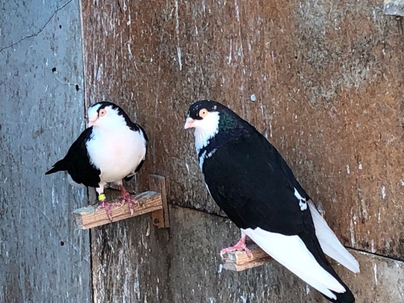  - 02 de prin volieră