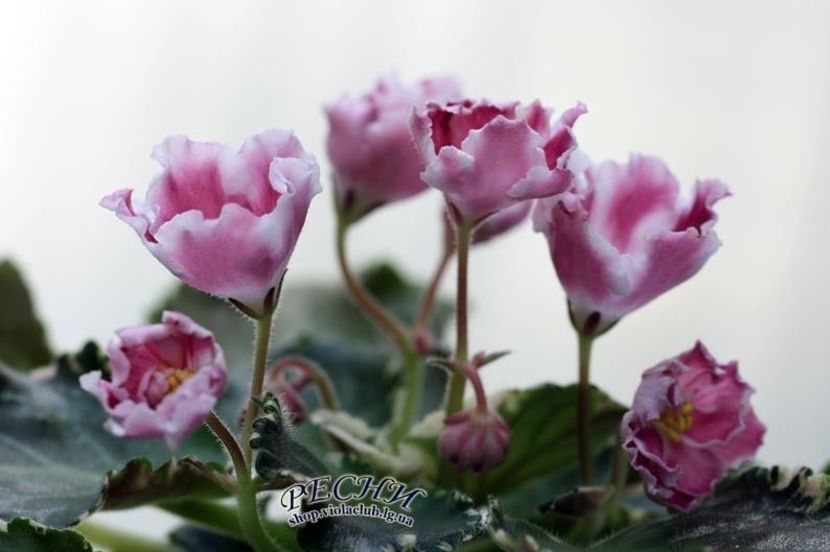 Poza net - RS Kolokolnyj Zvon