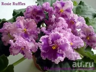 Rosie Ruffles - AA Violete in colecție poze net