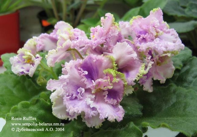 Rosie Ruffles - AA Violete in colecție poze net