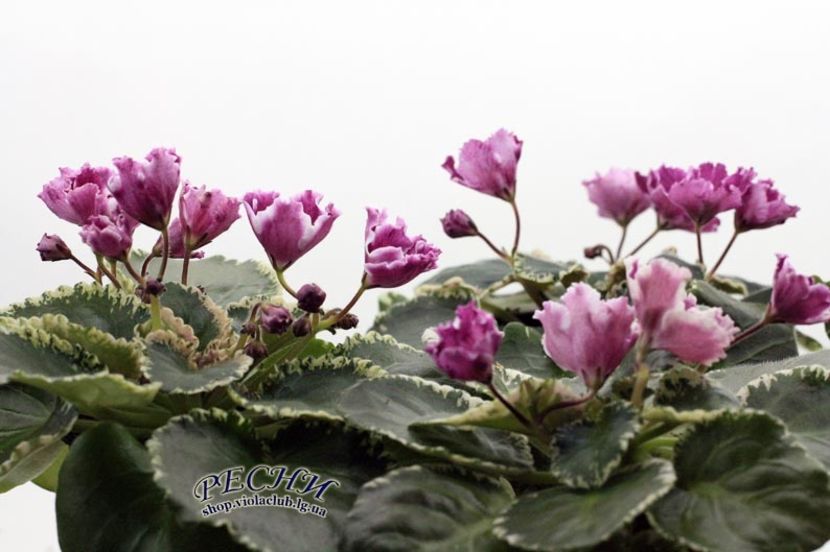 RS Kolokolnyj Zvon - AA Violete in colecție poze net