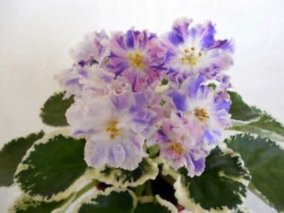 LE Siurpriz Ziny - AA Violete in colecție poze net