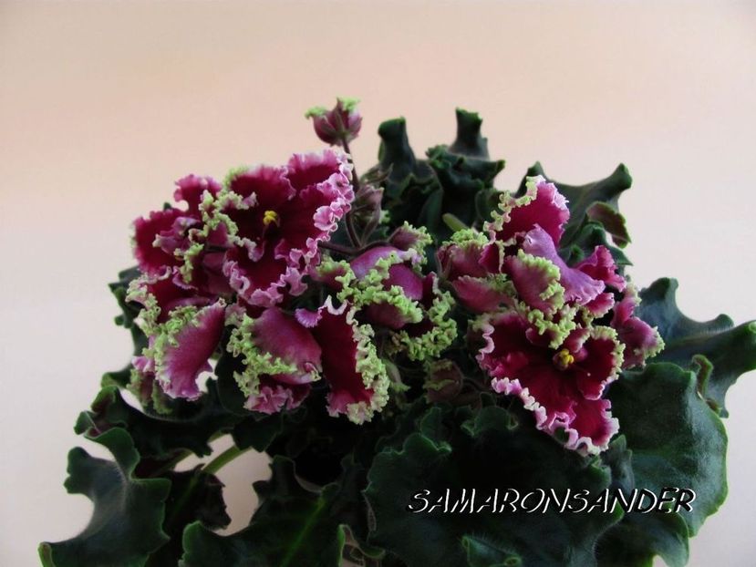 Ognennye Motylki - AA Violete in colecție poze net