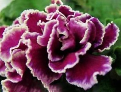  - PT Tsarskaya Osoba