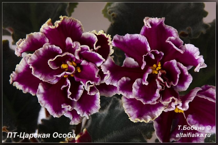  - PT Tsarskaya Osoba