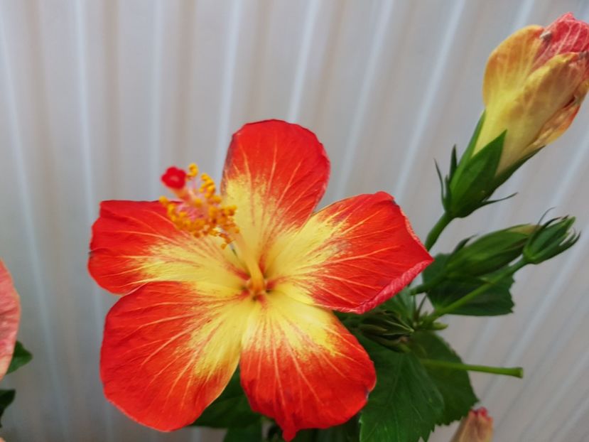  - HIBISCUS 2019