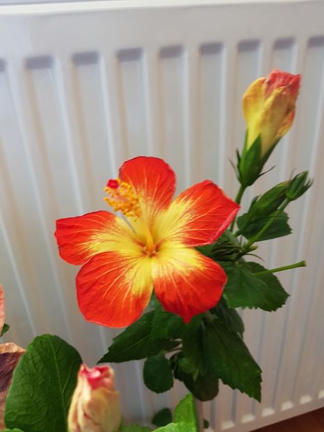  - HIBISCUS 2019