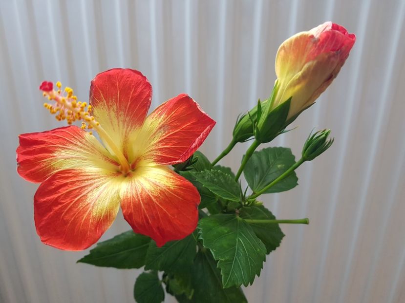  - HIBISCUS 2019