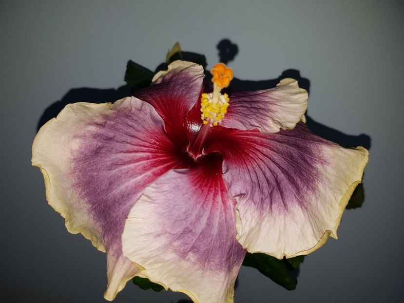  - HIBISCUS 2019