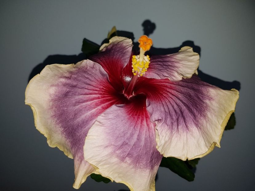  - HIBISCUS 2019