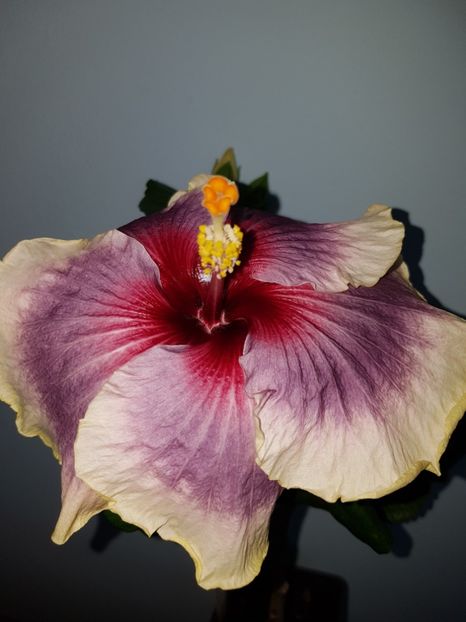  - HIBISCUS 2019