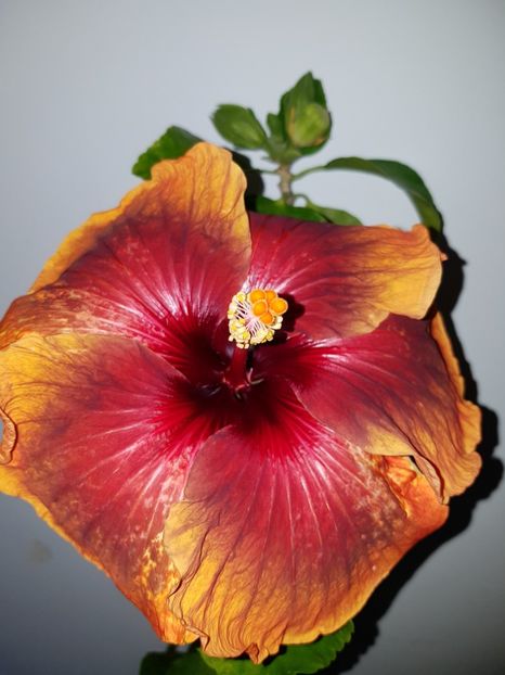  - HIBISCUS 2019