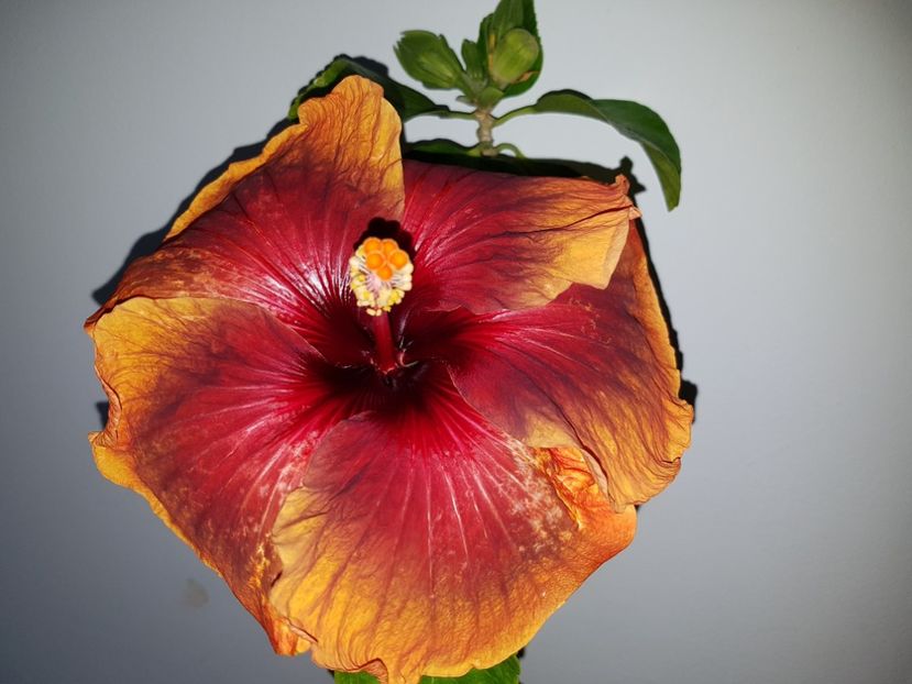  - HIBISCUS 2019