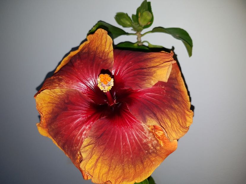  - HIBISCUS 2019