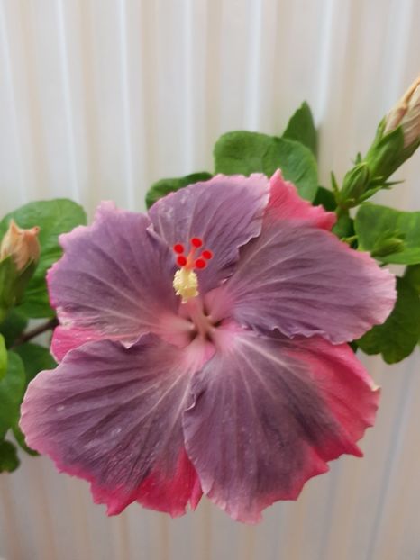 - HIBISCUS 2019