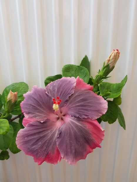  - HIBISCUS 2019